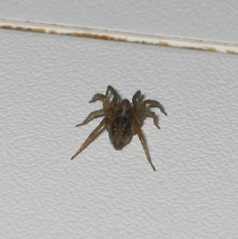Ragnetto velocissimo - Textrix sp. o Lycosoides sp.